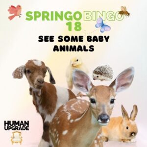See Some Baby Animals